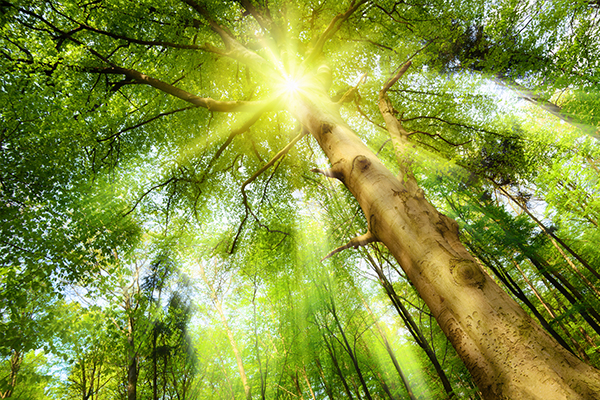 Sustainable wood pulp sourcing
